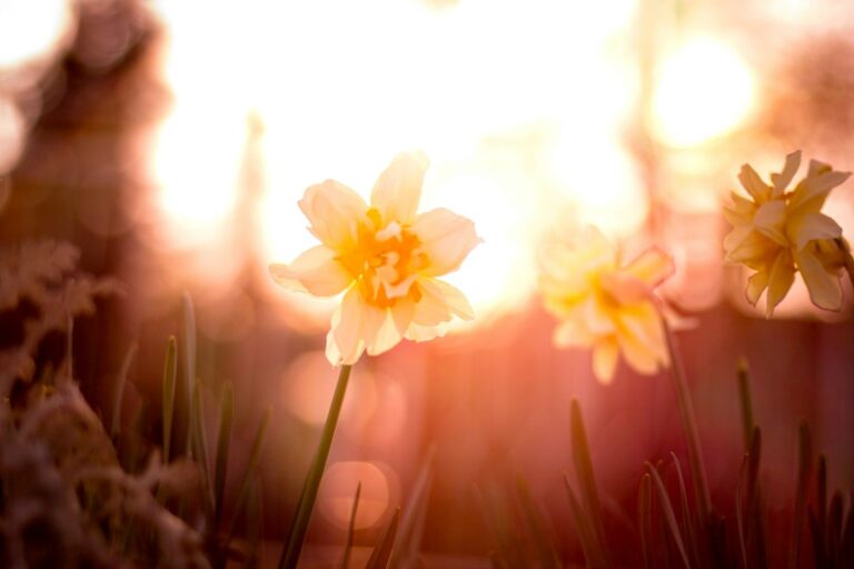 Flowers in the wild in sunrize.
