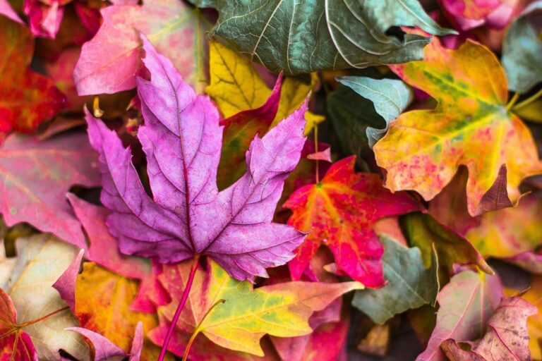 Autumn leaves.