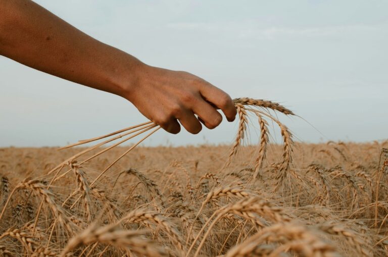 Hand over wheat field.