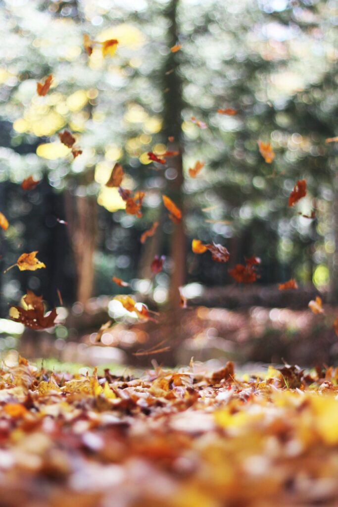 Autumn leaves.