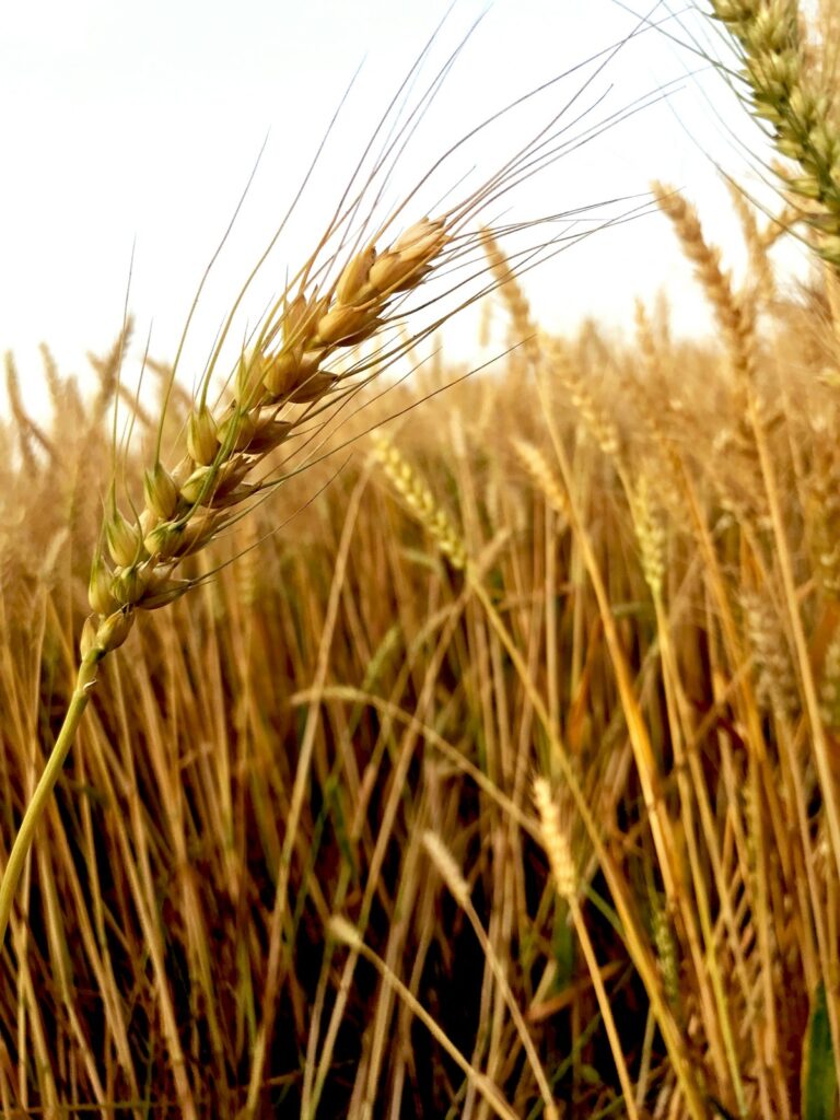 Wheat grain.