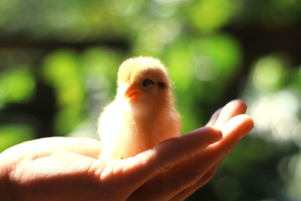 Hand holding a fledgling.