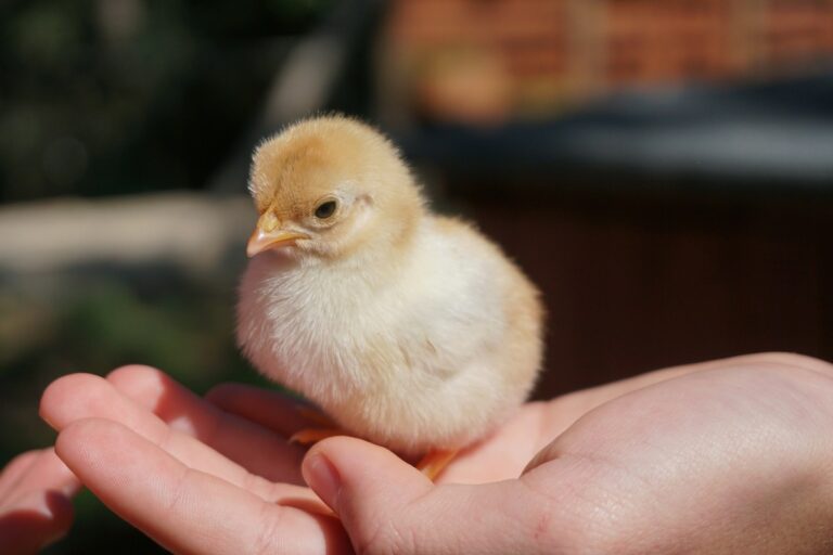 Chick seating on palm.